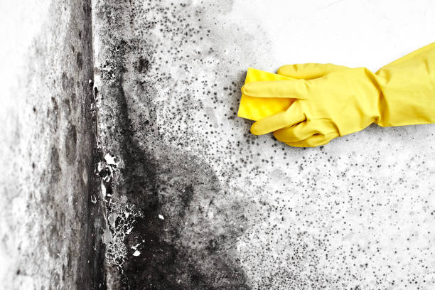 Best Black Mold Removal  in Elm Springs, AR