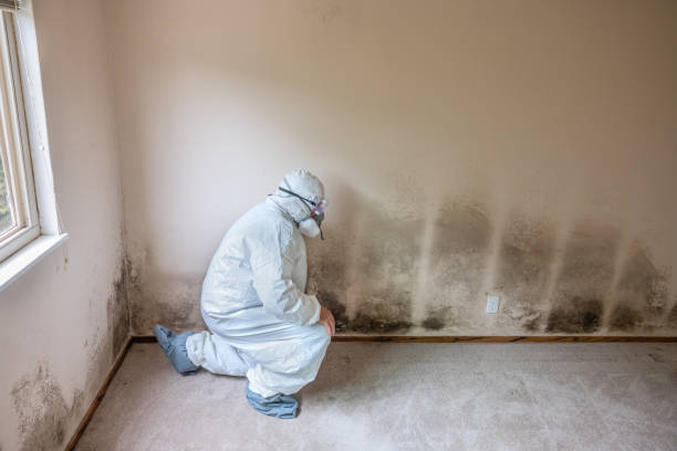 Best Crawl Space Mold Removal  in Elm Springs, AR