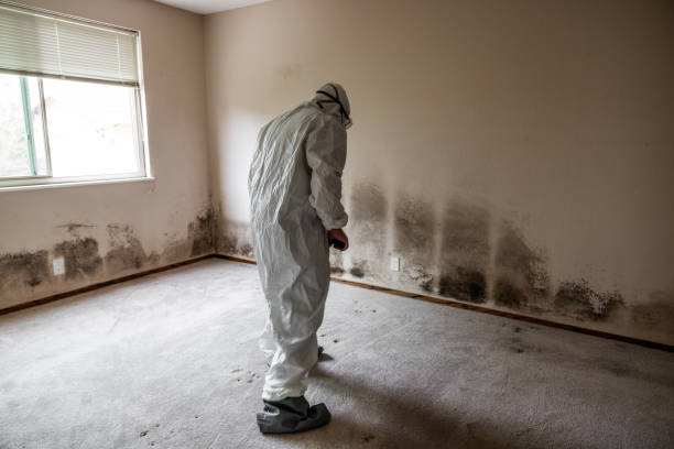 Best Office Mold Removal Services  in Elm Springs, AR