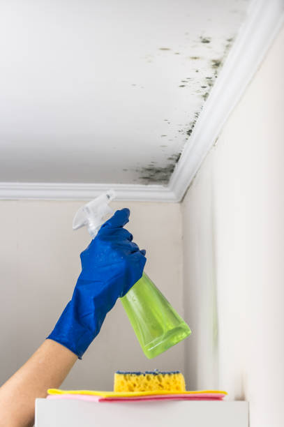 Best Home Mold Removal  in Elm Springs, AR