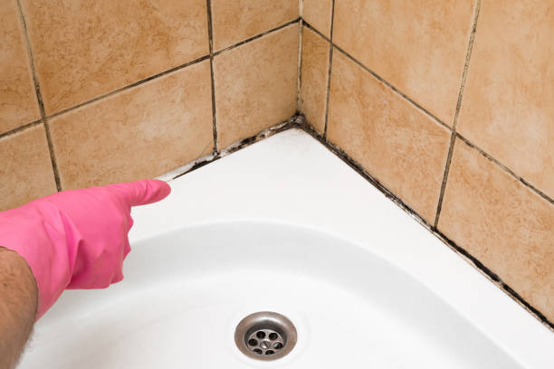 Best Mold Remediation  in Elm Springs, AR
